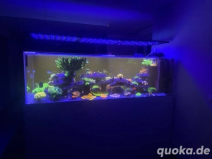 meerwasser aquarium 1000 liter 