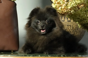 Zuckersüße deutsche Zwergspitz Pomeranian Rüden zu verkaufen Bild 3