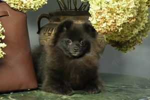 Zuckersüße deutsche Zwergspitz Pomeranian Rüden zu verkaufen Bild 4