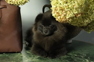 Zuckersüße deutsche Zwergspitz Pomeranian Rüden zu verkaufen Bild 5