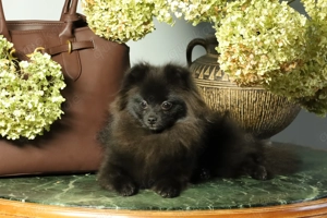 Zuckersüße deutsche Zwergspitz Pomeranian Rüden zu verkaufen Bild 2