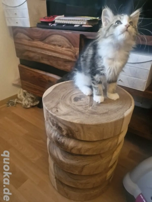 1 typvoller Mainecoon Kitten Männchen 