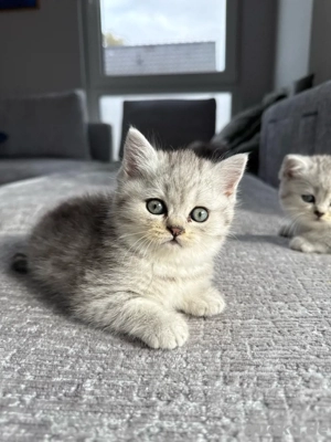 Katze BKH ( Kitte ) Bild 3