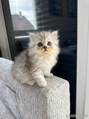 Katze BKH ( Kitte ) Bild 4