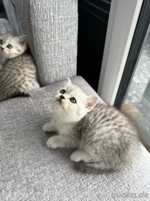 Katze BKH ( Kitte ) Bild 2