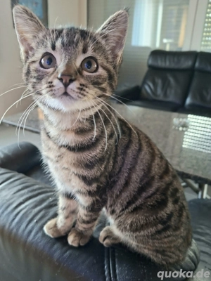 BKH Britisch Kurzhaarige Kätzken 