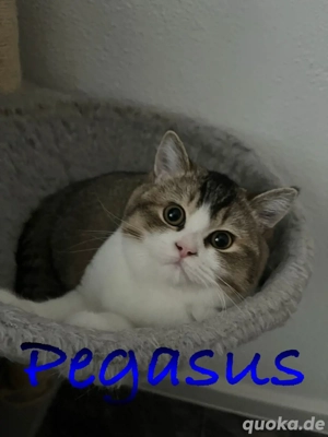 zwei wunderschöne Reinrassige BKH Kitten in seltenen Farben