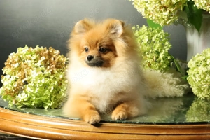 Zuckersüße deutsche Zwergspitz Pomeranian Rüden zu verkaufen Bild 7