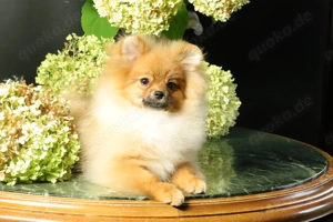 Zuckersüße deutsche Zwergspitz Pomeranian Rüden zu verkaufen Bild 8