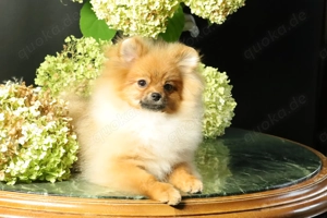Zuckersüße deutsche Zwergspitz Pomeranian Rüden zu verkaufen Bild 6