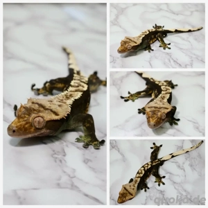 Kronengecko 1.0 Männchen Harlequin Nachzucht 2021