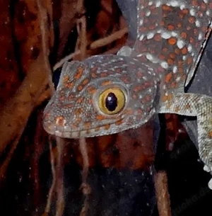 0.0.1 Gekko gecko, Tokeh, Tendenz 1.0, eigene Nachzucht