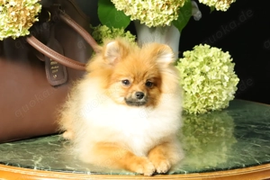 Deutscher Zwergspitz Pomeranian Welpe (Rüde) zu verkaufen Bild 1