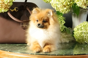 Deutscher Zwergspitz Pomeranian Welpe (Rüde) zu verkaufen Bild 2
