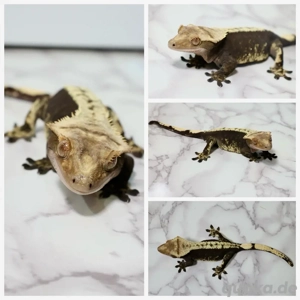 Kronengecko Weibchen 0.1 Harlequin Nachzucht 2021