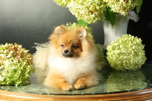 Deutscher Zwergspitz Pomeranian Welpe (Rüde) zu verkaufen Bild 4
