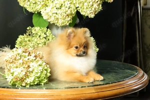 Deutscher Zwergspitz Pomeranian Welpe (Rüde) zu verkaufen Bild 3