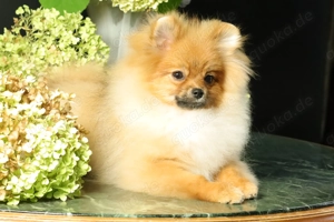 Deutscher Zwergspitz Pomeranian Welpe (Rüde) zu verkaufen Bild 5