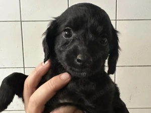 zuckersüße ABBY sucht ihr Traumkörbchen