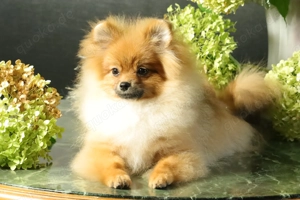 Deutscher Zwergspitz Pomeranian Welpe (Rüde) zu verkaufen Bild 6
