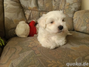 Unsere kleinen Malteser sind einfach wundervoll!