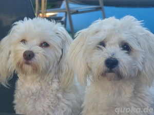 Malteser Welpe : 1 Rüde