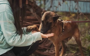 Liebe Mali-Mix-Hündin Larna			 Bild 5