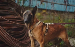 Liebe Mali-Mix-Hündin Larna			 Bild 1