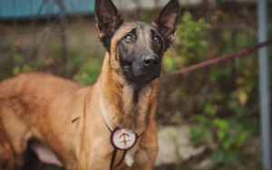 Liebe Mali-Mix-Hündin Larna			 Bild 4