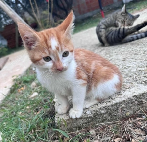 Der kleine Kevin   nicht allein Zuhause