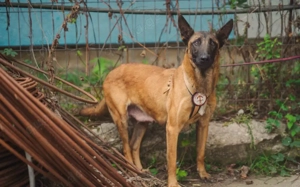 Liebe Mali-Mix-Hündin Larna			 Bild 3