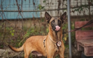 Liebe Mali-Mix-Hündin Larna			 Bild 2