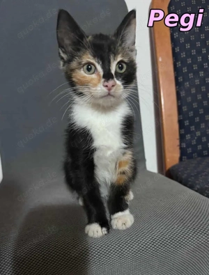 Glückskatze Pegi sucht ihr eigenes Glück