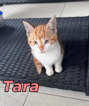 Die entzückende Tara ist bereit für ein Daheim