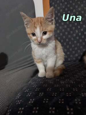 Die entzückende Una sucht ihr Kuschelkörbchen