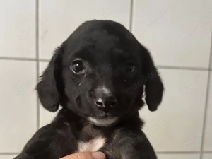 niedliche ALCA sucht ihre Herzensmenschen