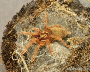 Neoholothele incei Slings Classic und Gold