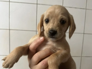 Zaubermann BUDDY wünsch sich ein Traumkörbchen