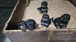 Hovawart Bernersennenhund Mix  Welpen Bild 7 Hovawart Bernersennenhund Mix  Welpen Bild 7