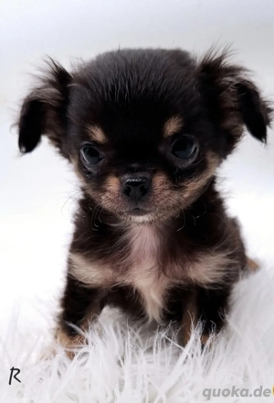 Chihuahua Welpen bereit für ihr neues Zuhause