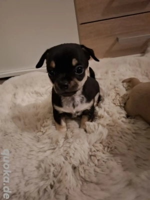 Verkaufe 3 süße Chihuahua Welpen 