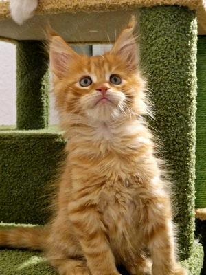 Maine Coon Kitten Katerchen mit Stammbaum N N Verpaarung
