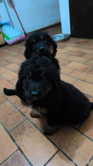 Hovawart Bernersennenhund Mix  Welpen Bild 3 Hovawart Bernersennenhund Mix  Welpen Bild 3