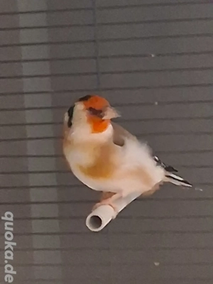 3 Stieglitzer Major männlich von 2024 zum verkaufen (Hobbyzucht)