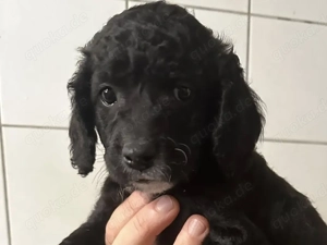 Hundekind FERDI sucht seine Familie mit Herz