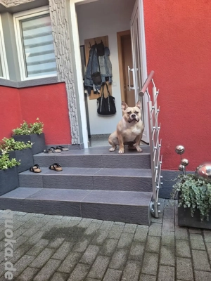 Liebevolle und treue huendin sucht dringend zuhause für immer