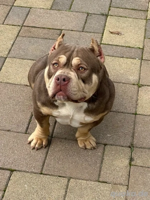 American Pocket Bully Hündin (ABKC)