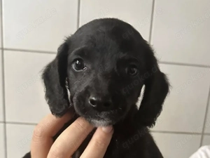 Zuckerbub RUMO sucht seine Herzensmenschen