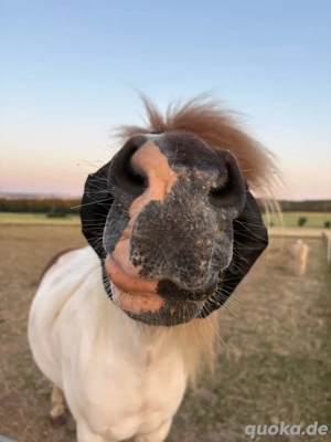Reitbeteiligung für Isländer