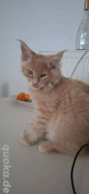 Reinrassige Maine-Coon Bay